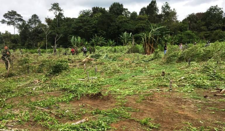 Erradicación de Cultivos ilícitos.