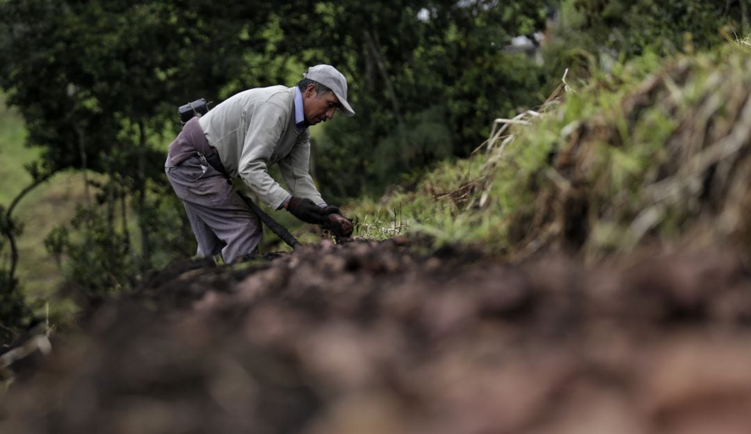 9.1 billones de pesos para el presupuesto del agro en Colombia