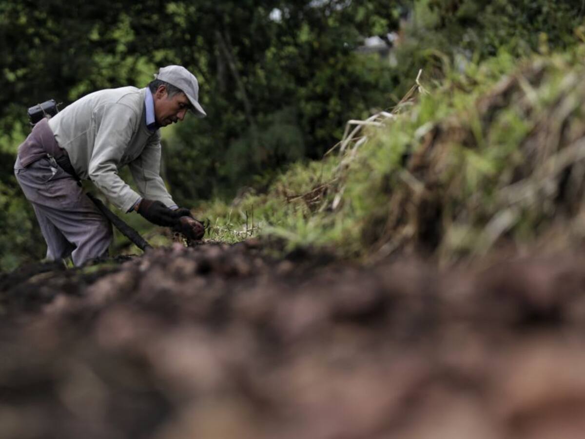 Plan rescate para agricultores de Cundinamarca afectados por el invierno