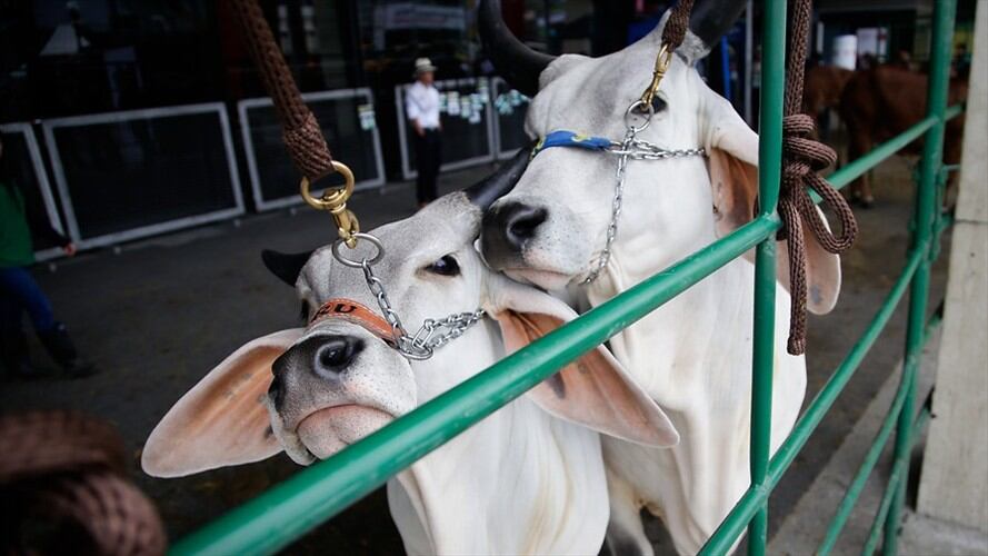Las normas sanitarias exigidas por el gobierno de Emiratos Árabes para recibir carne bovina proveniente de Colombia ya fueron aprobadas. Foto: Colprensa