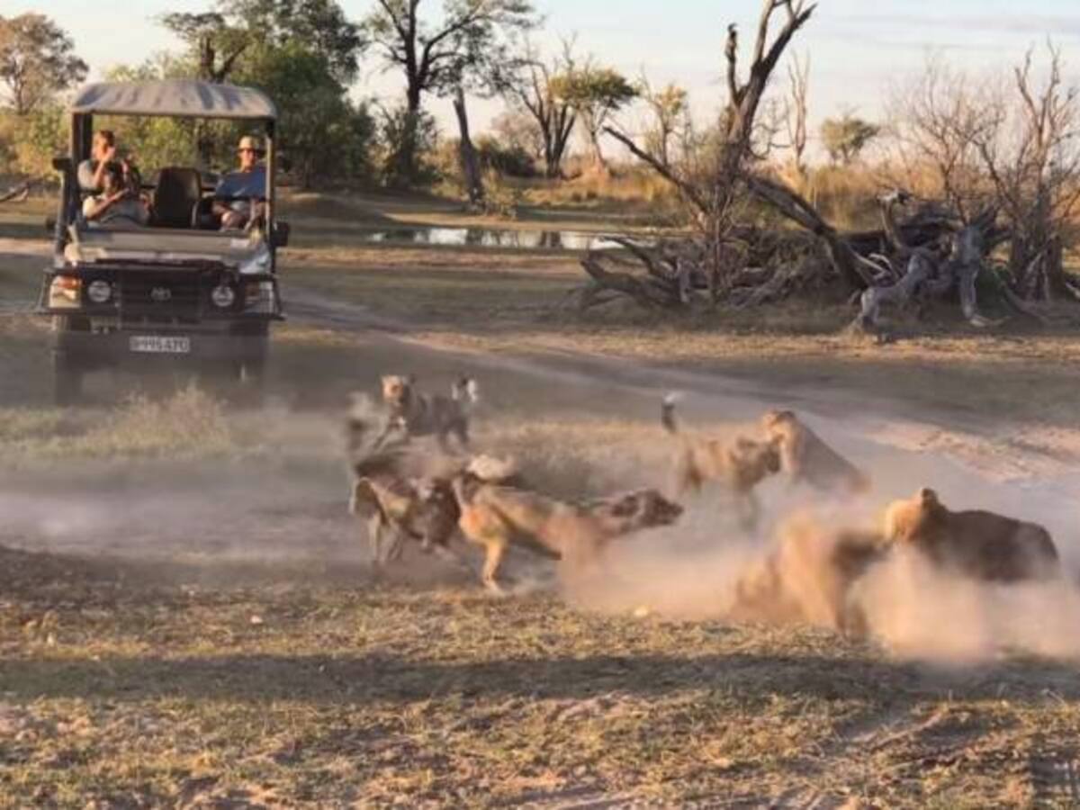 Viral: Leona salva a su cría de los cazadores más efectivos del mundo