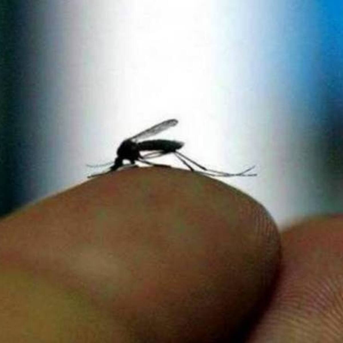 En Caldas se confirma el primer caso de virus del zika en una embarazada