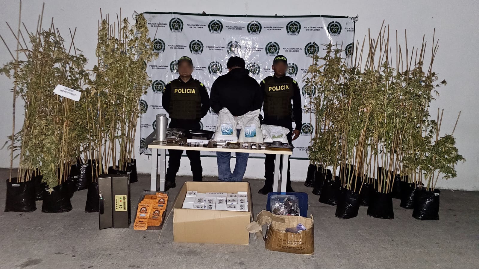 La policía capturó un hombre que, supuestamente, producía y procesaba marihuana en su casa de Sincelejo