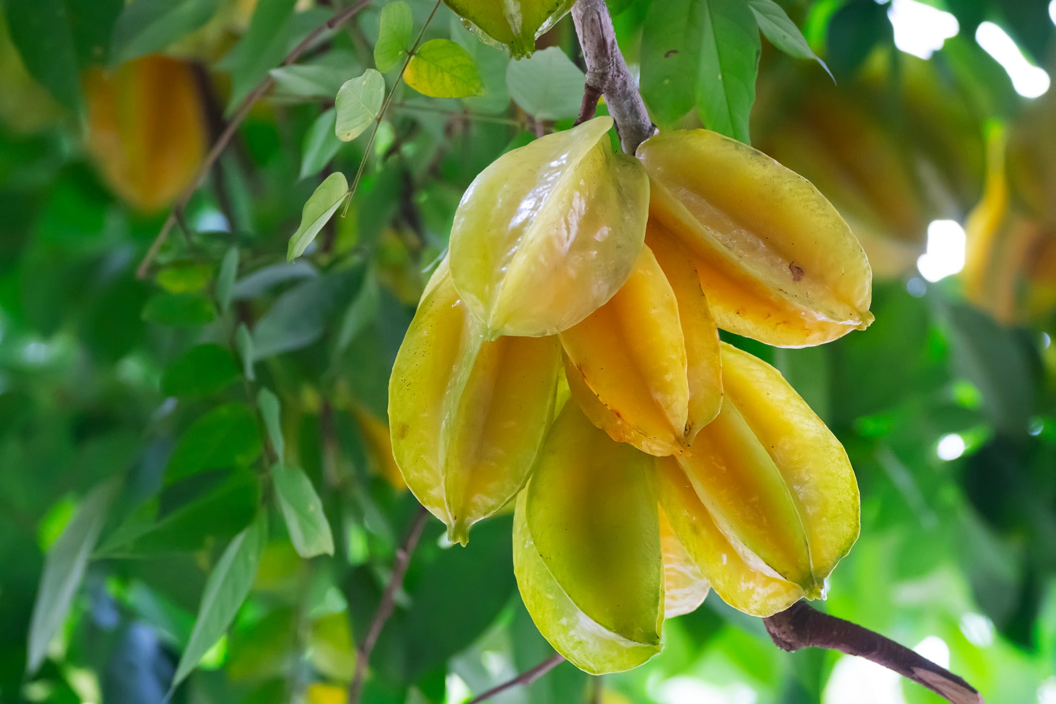 Este fruto crece en distintos departamentos del país / Getty Images
