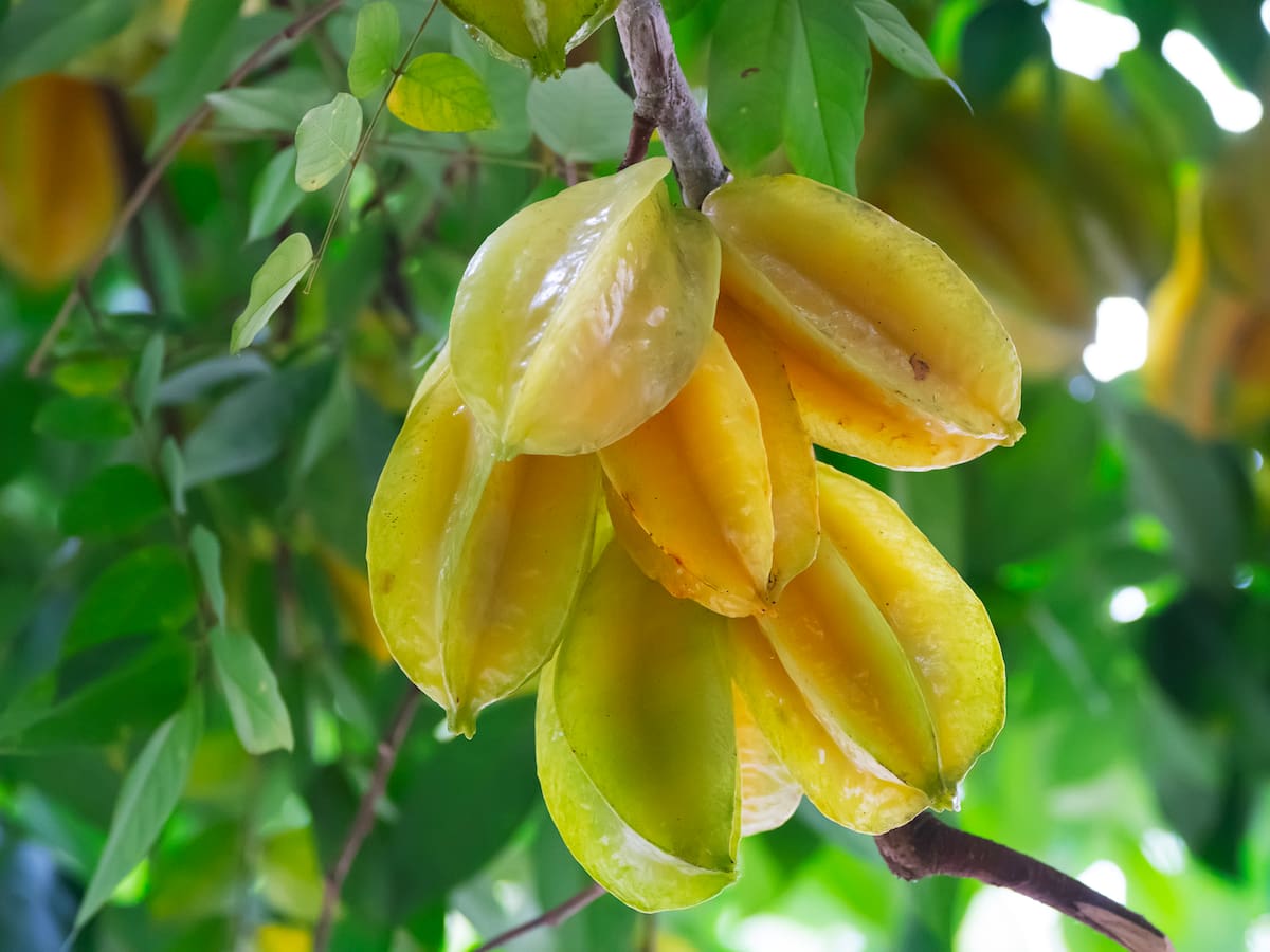 Zona y clima en el que se da el carambolo en Colombia: Se produce en todas las épocas del año