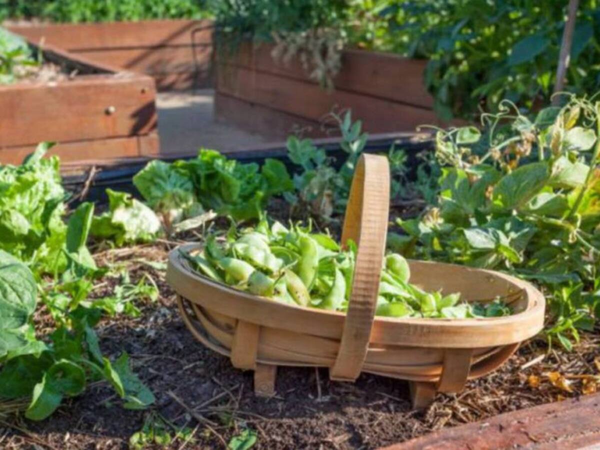 Huertas urbanas para ayudar con la malnutrición