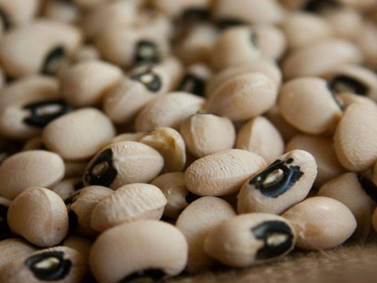 Exportación de fríjol desde Cereté a EE.UU. abre grandes posibilidades para Córdoba