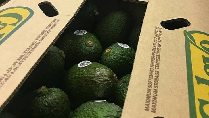 20 Toneladas de Aguacate Hass del Quindío con rumbo a Estados Unidos