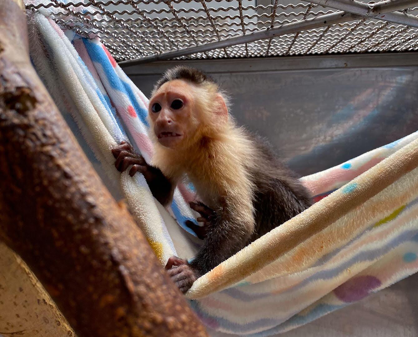 Desde el año pasado, el Área Metropolitana ha atendido 45 monos cariblancos y ocho capuchinos, lo que refleja la magnitud del comercio y la tenencia ilegal de fauna en la región. Foto: AMVA.