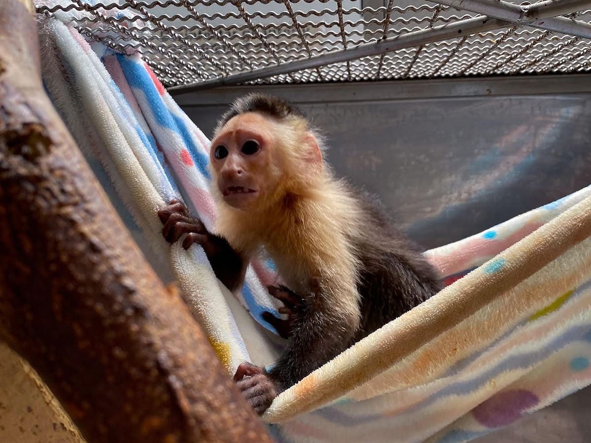 Rescatan a dos monos en el Valle de Aburrá: uno de los animales fue drogado durante su cautiverio