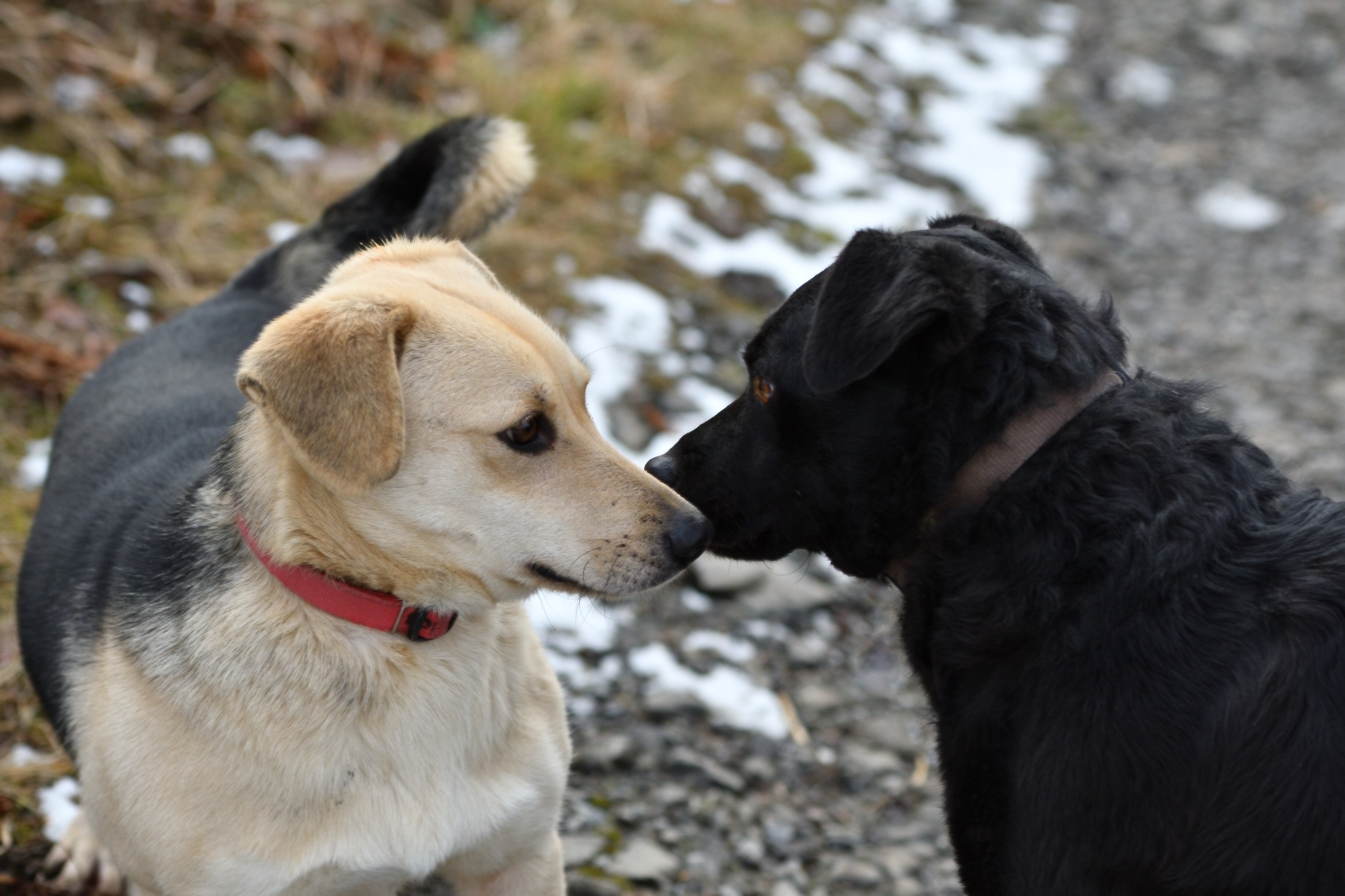 Perros de distinta raza olfateándose (Foto vía Getty Images)