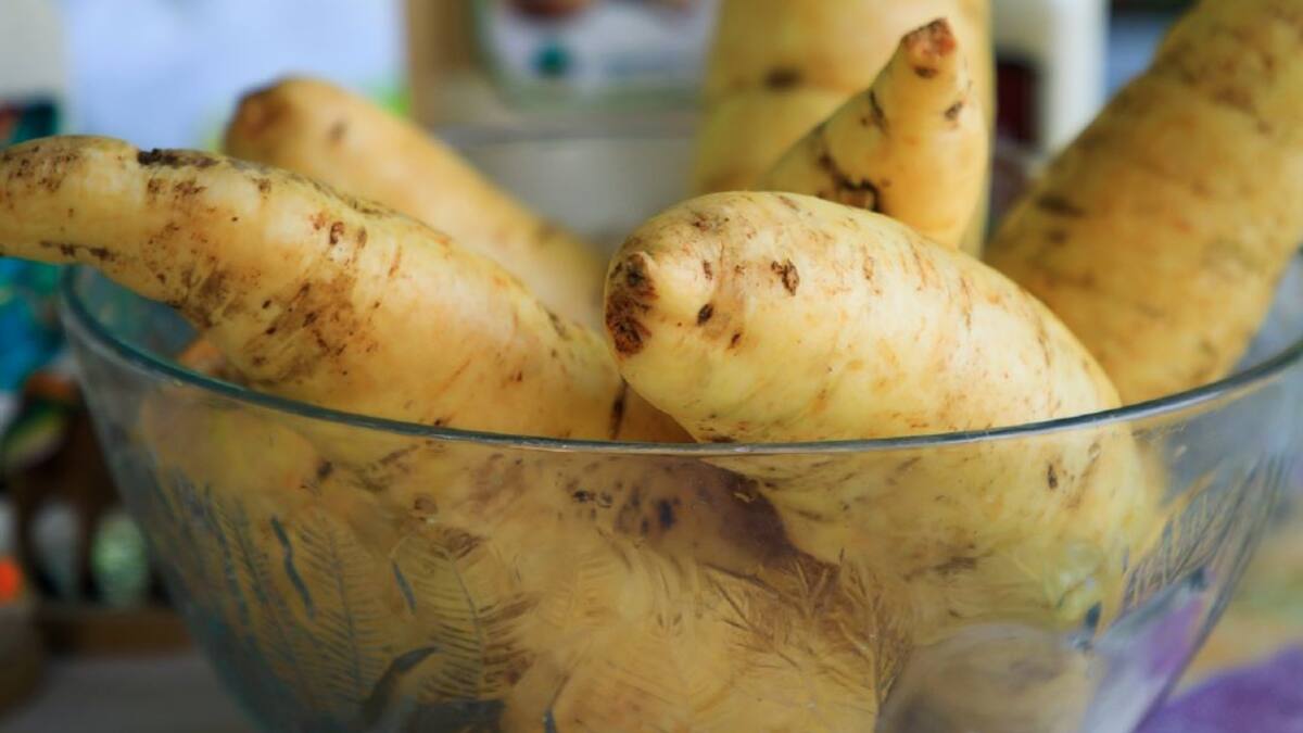 Conozca y consuma más arracachas, deliciosas y nutritivas