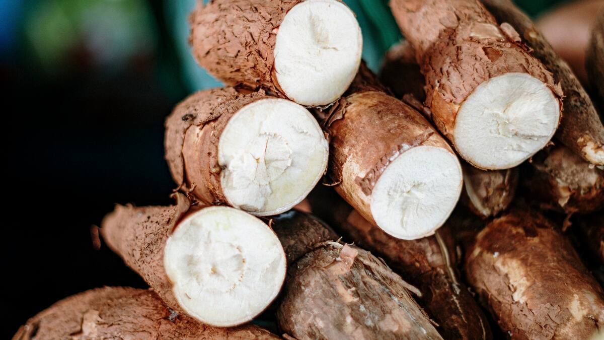 Yuca, una salida alimentaria para la paz en la zona del Catatumbo
