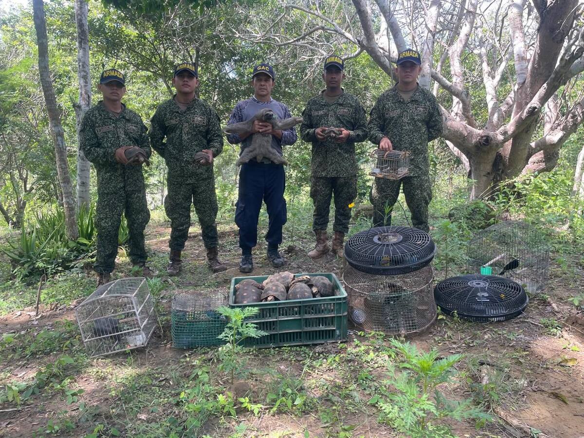 Armada Nacional recuperó 93 animales silvestres en Bolívar y Sucre
