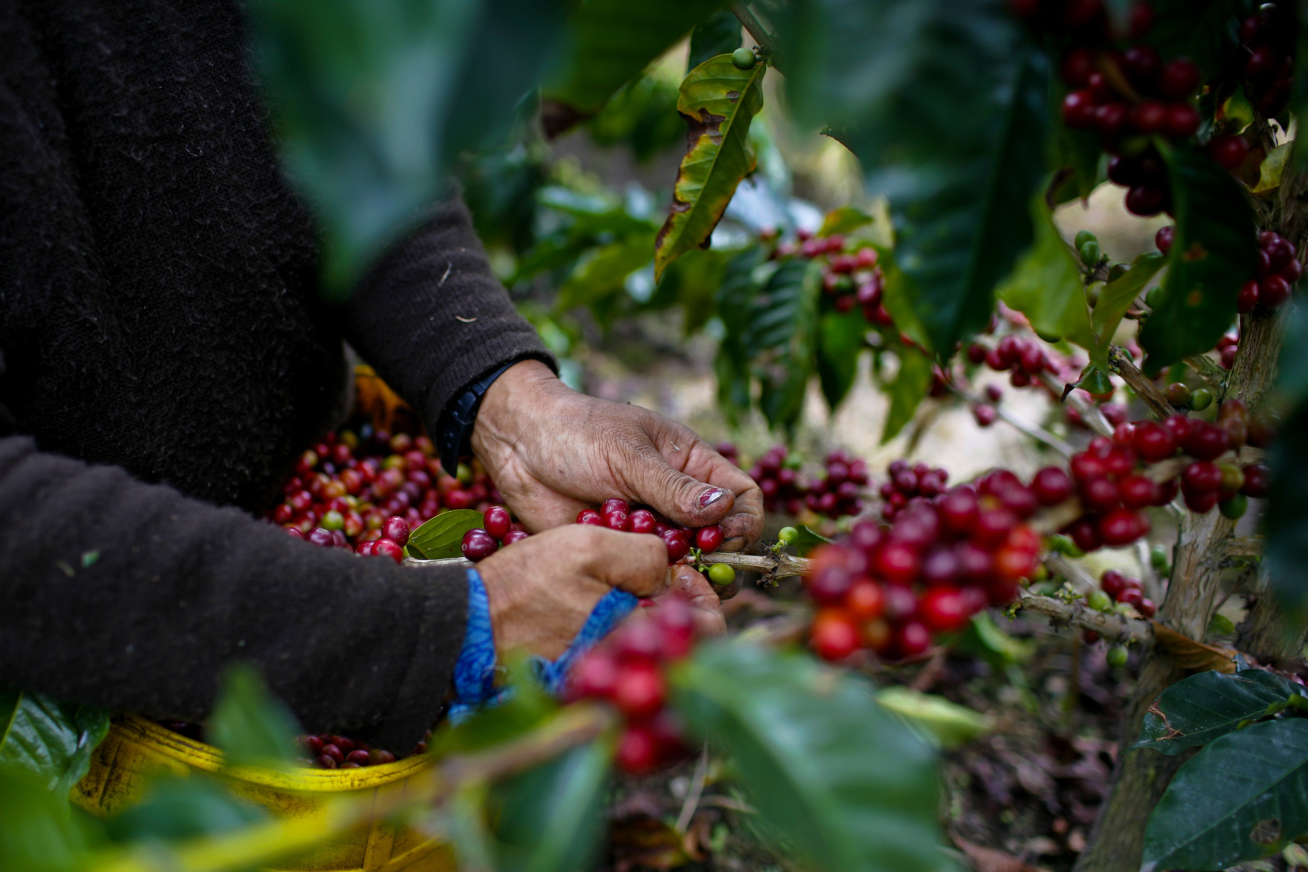En Cauca se siembran, en sus 94.500 hectáreas disponibles, de café arábico de las variedades Castillo, Colombia, Caturra, Típica, Borbón y Tabí, en 34 municipios. | Foto: Getty Images