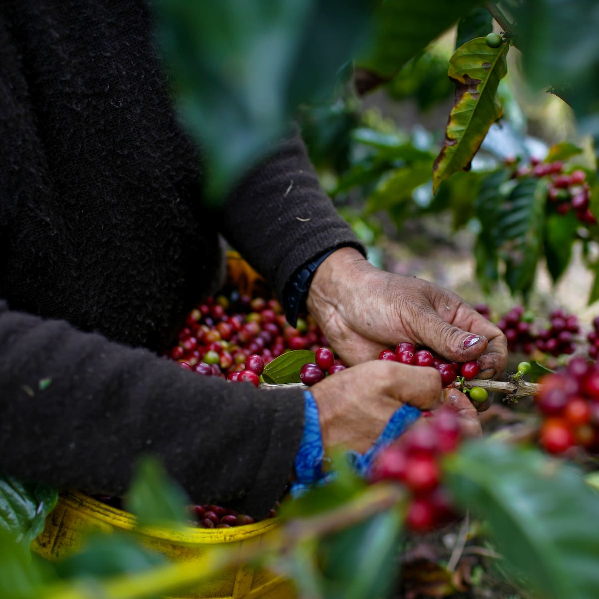 Esta es la programación de la feria del café: comienza el 27 de febrero en Neomundo