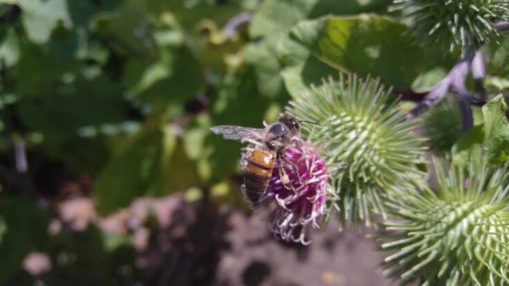 Así es el comportamiento de las abejas ante el color de las flores