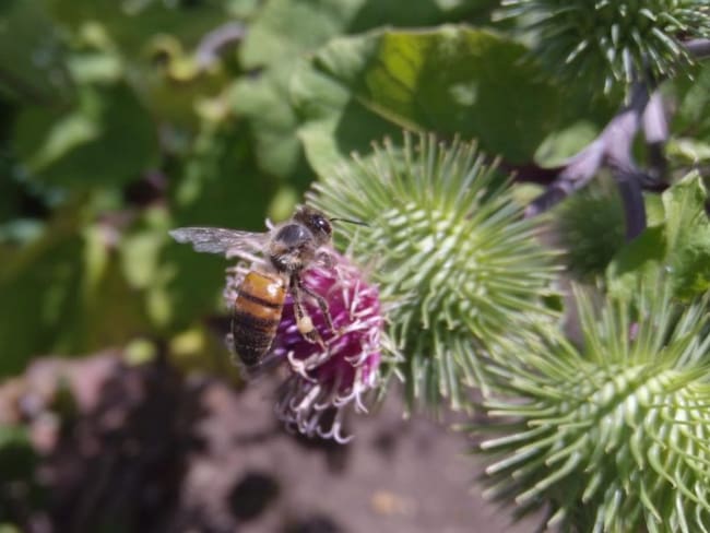 Así es el comportamiento de las abejas ante el color de las flores