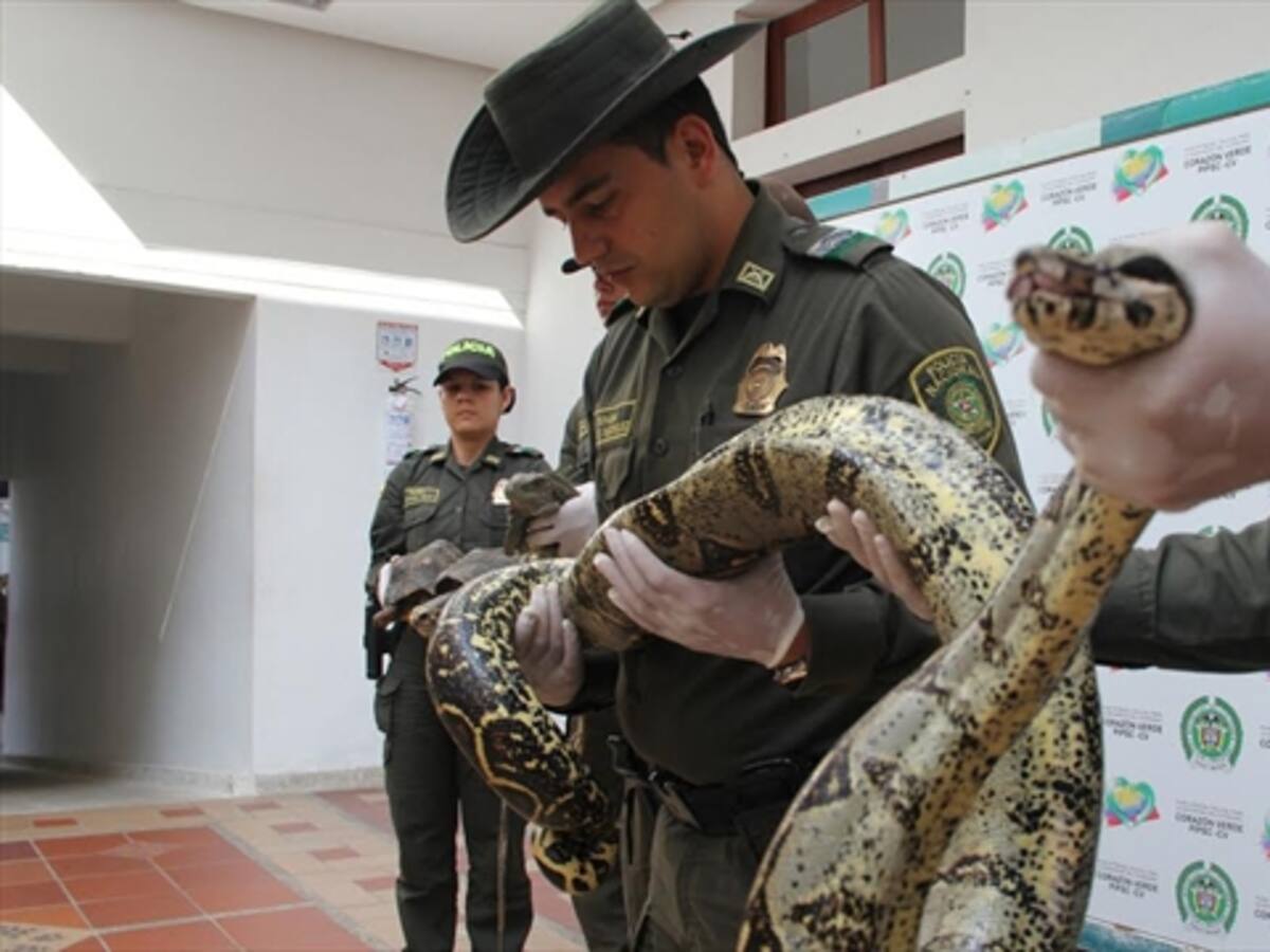 Boa constrictor asustó a comunidad de Bucaramanga
