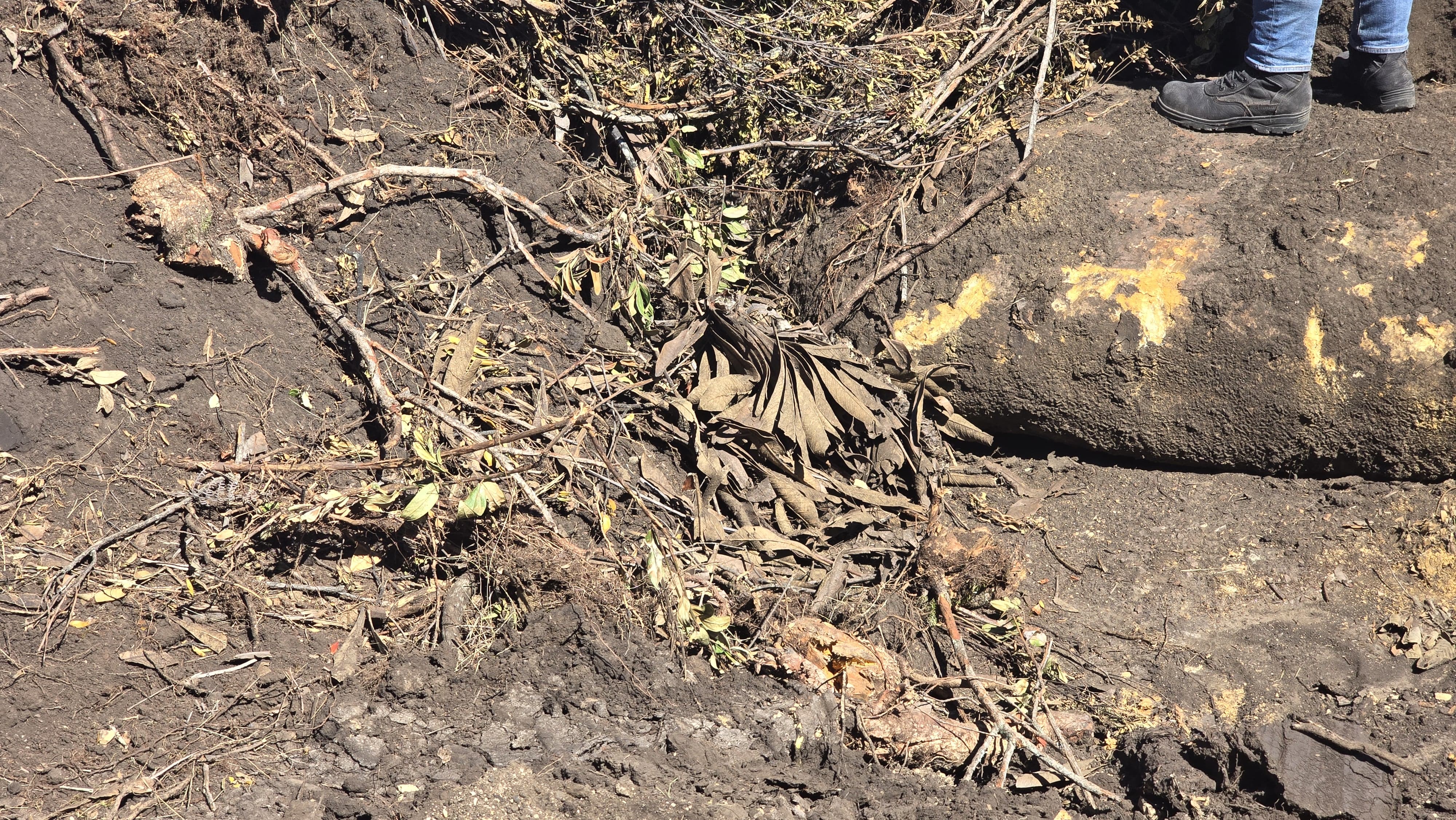 La destrucción de frailejones es lo que más preocupa de estas prácticas nocivas. Foto | CAR Cundinamarca