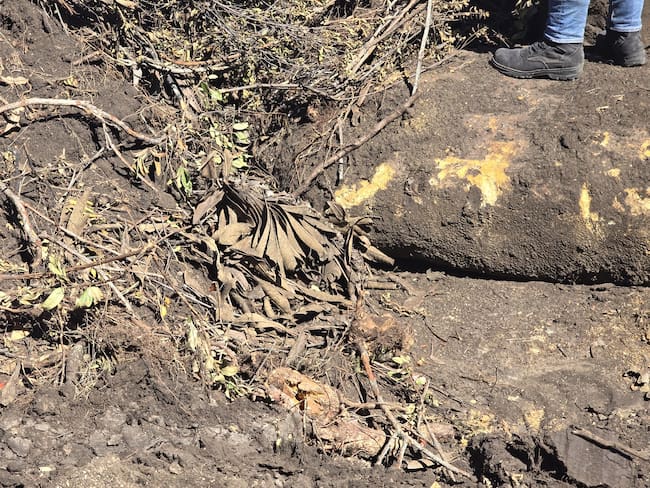 La destrucción de frailejones es lo que más preocupa de estas prácticas nocivas. Foto | CAR Cundinamarca