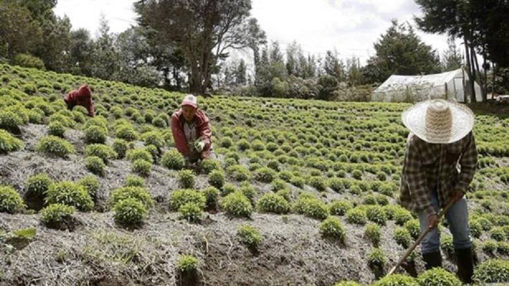 El cambio de vocación agrícola del Quindío aumenta el desplazamiento de los campesinos a la ciudad