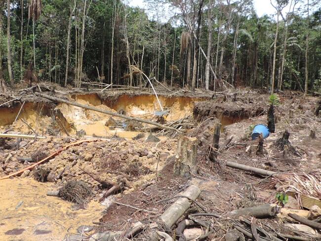 Amazonia colombiana concentra el 75% de la deforestación