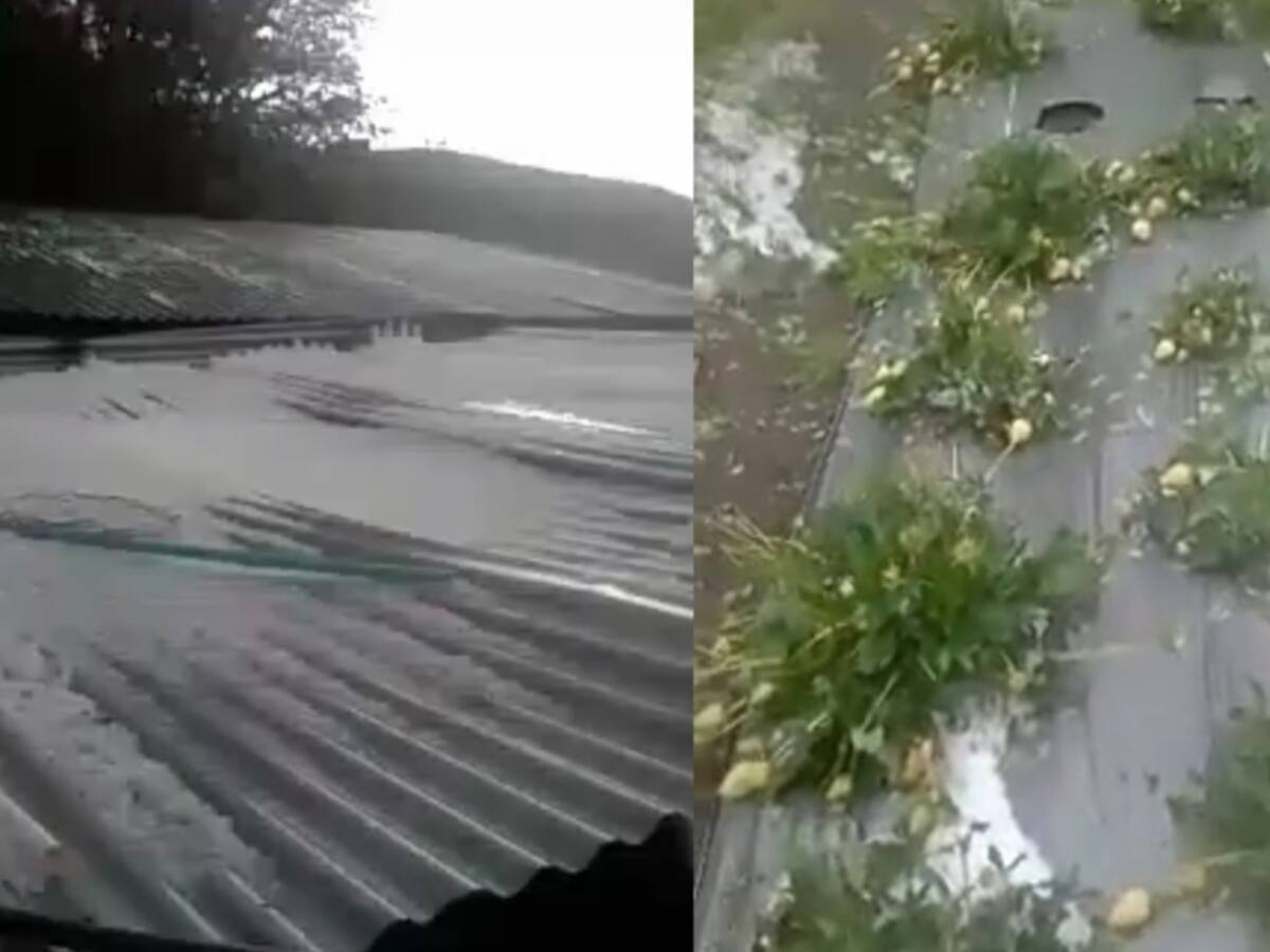 Granizo genera afectaciones en cultivos del páramo de Santurbán