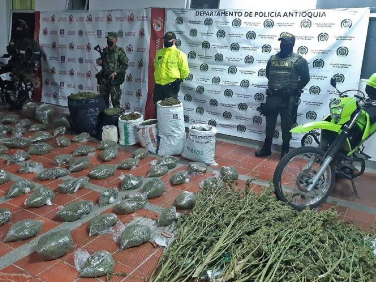 Entre tomates, delincuentes tenían un cultivo de marihuana en Sonsón