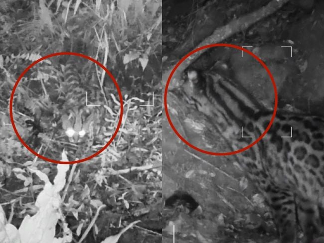 Tigrillo lanudo fue captado en los Cerros Orientales de Bogotá, a través de cámaras trampa