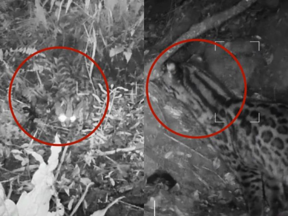 Tigrillo lanudo fue captado en los Cerros Orientales de Bogotá, a través de cámaras trampa