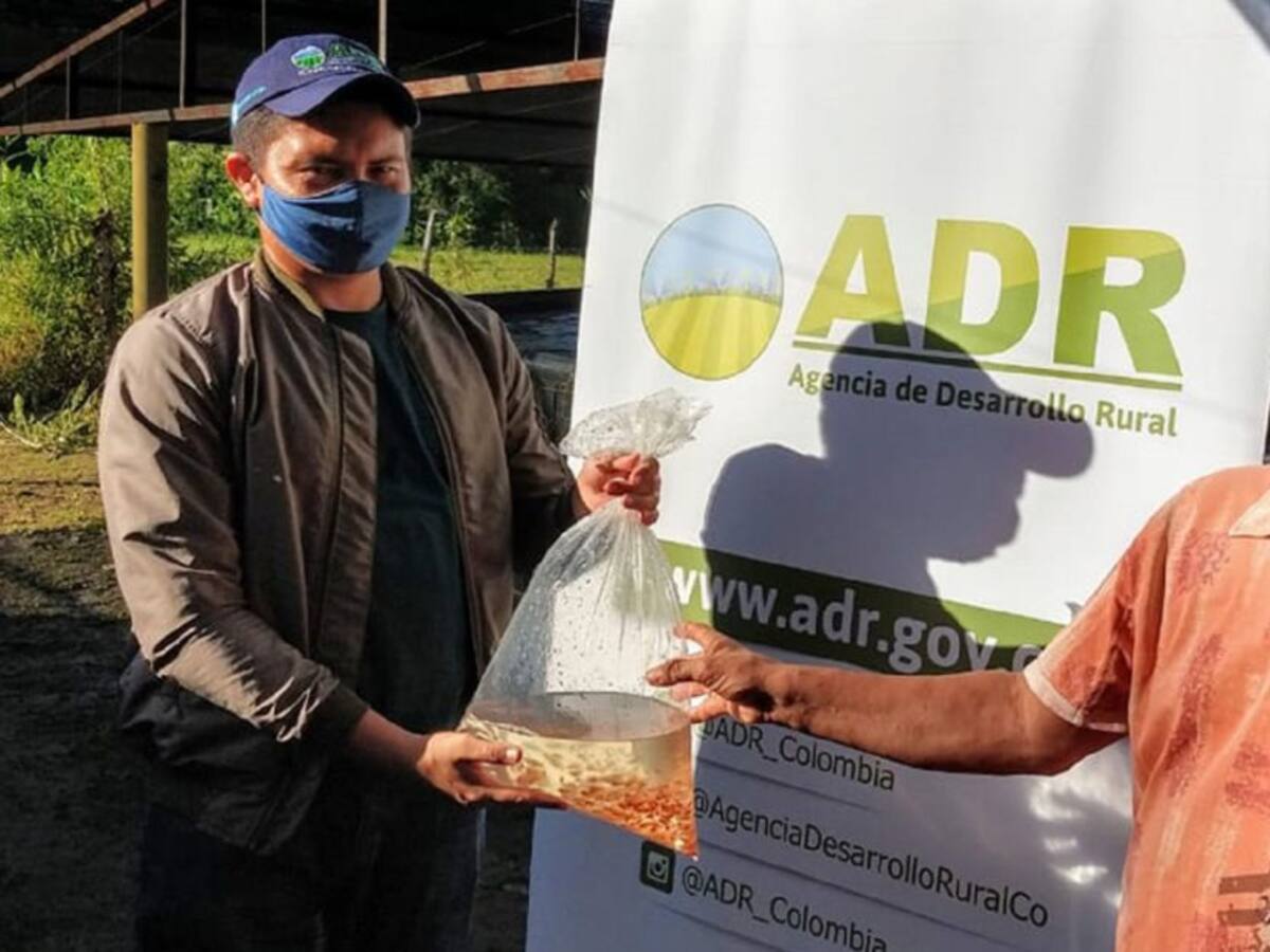 Brindan recursos a pescadores de Bolívar para el cultivo de tilapia roja