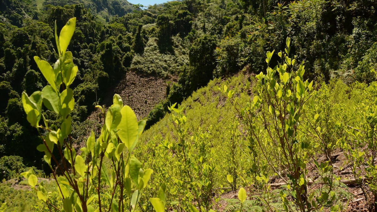Valle del Cauca respalda fumigación con glifosato y pide ser el próximo territorio intervenido