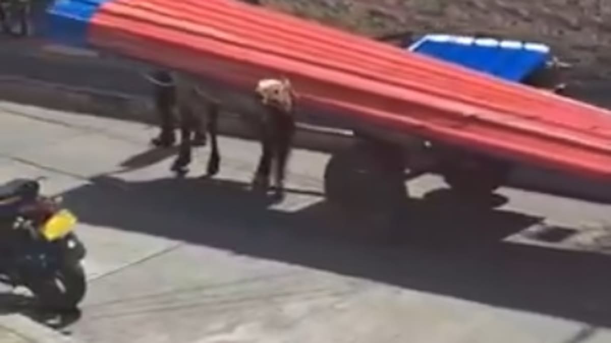 Animalista Diana Rodriguez