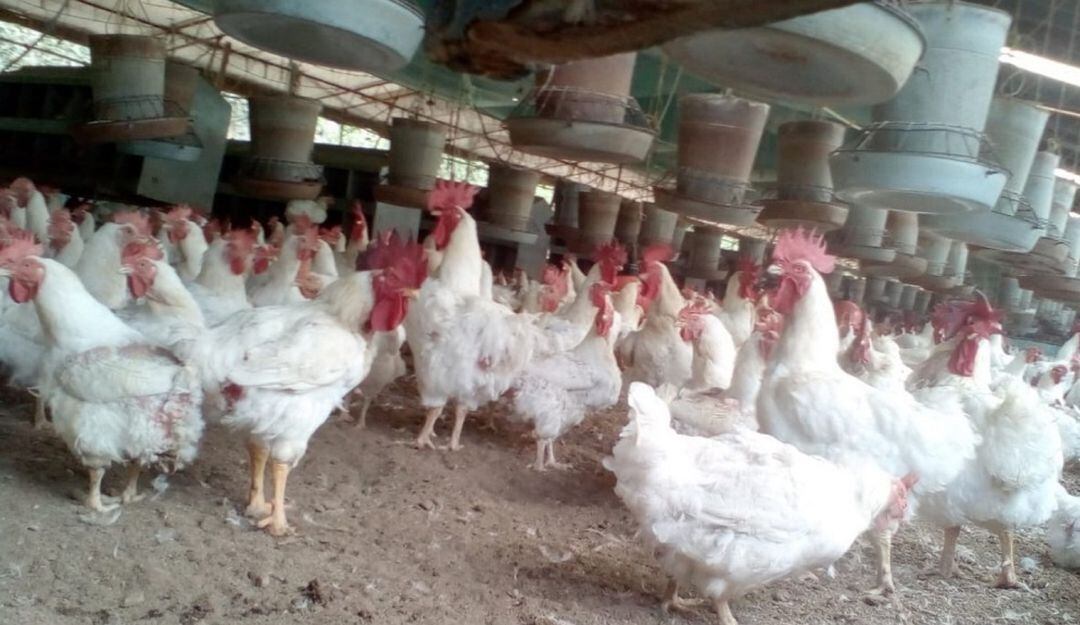 El comercio electrónico y el sector avícola. Imagen de referencia