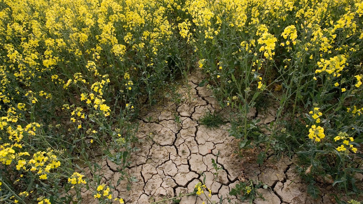 ¿Cómo hacer frente a la inseguridad alimentaria?