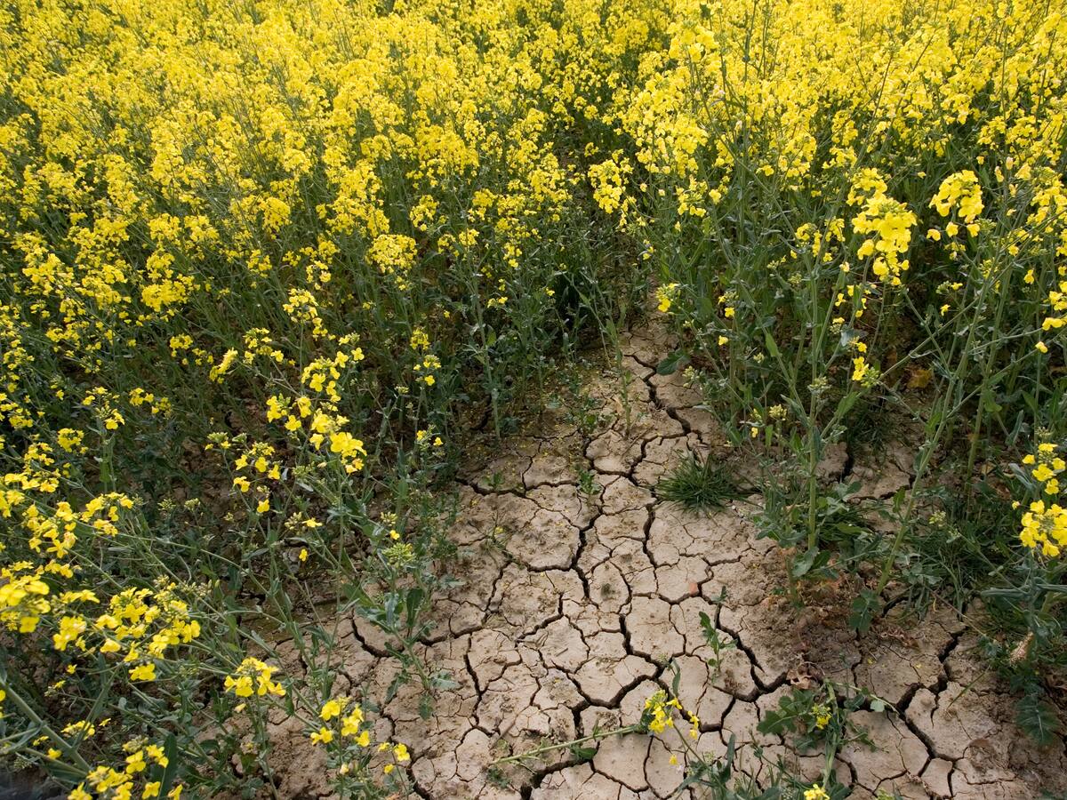 ¿Cómo contrarrestar los efectos del cambio climático en la seguridad alimentaria?