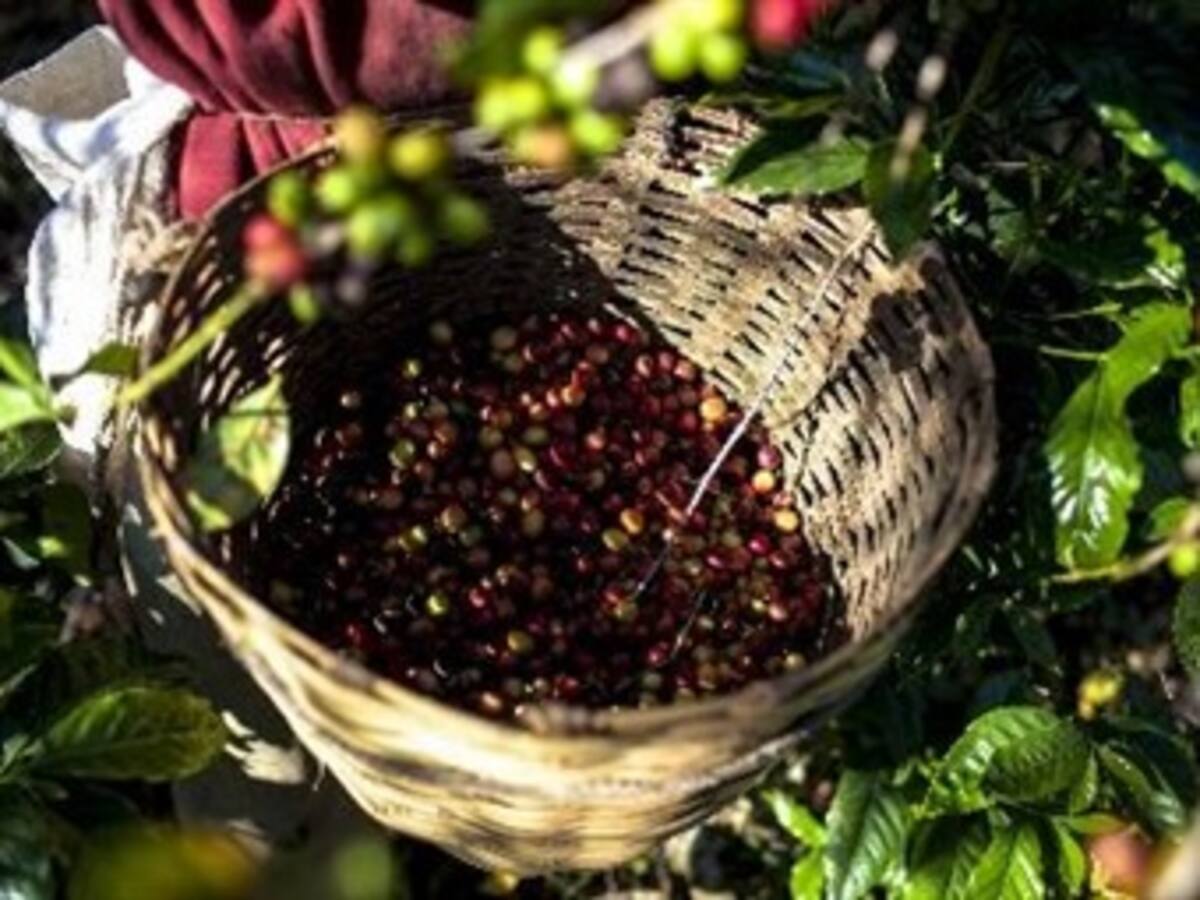 En el Día del Café, los productores reclaman mejores condiciones económicas