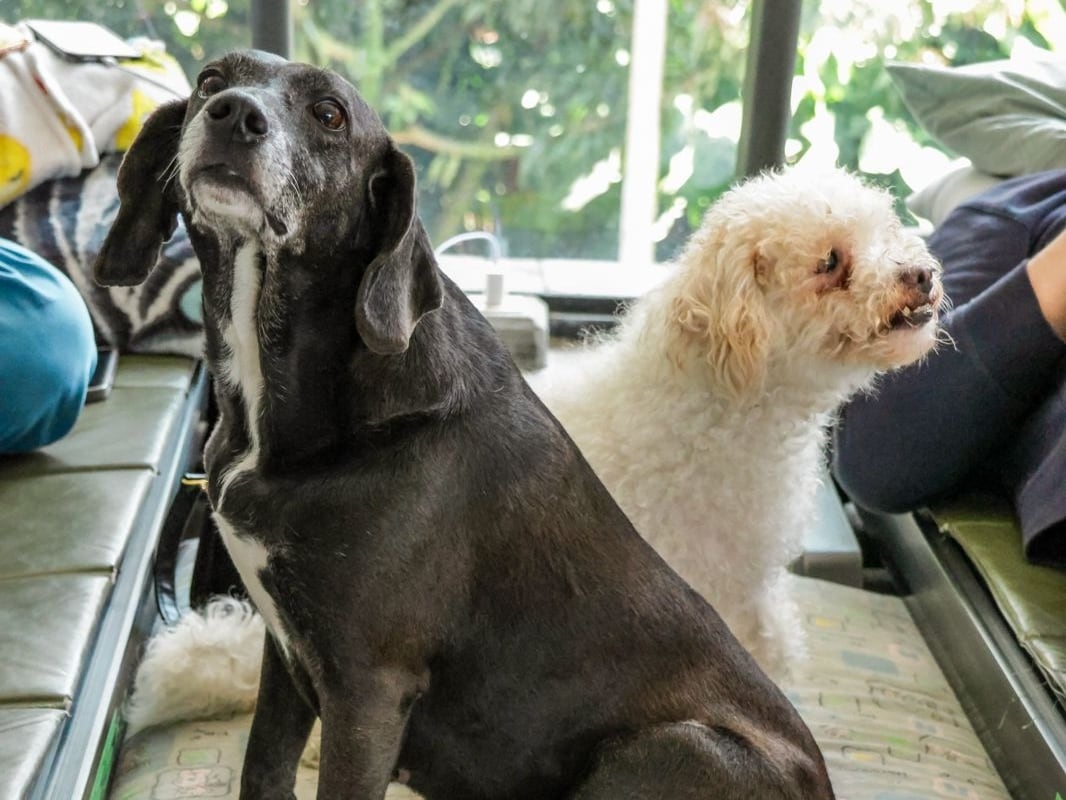 Mascotas afectadas por emergencias en Sabaneta- foto alcaldía