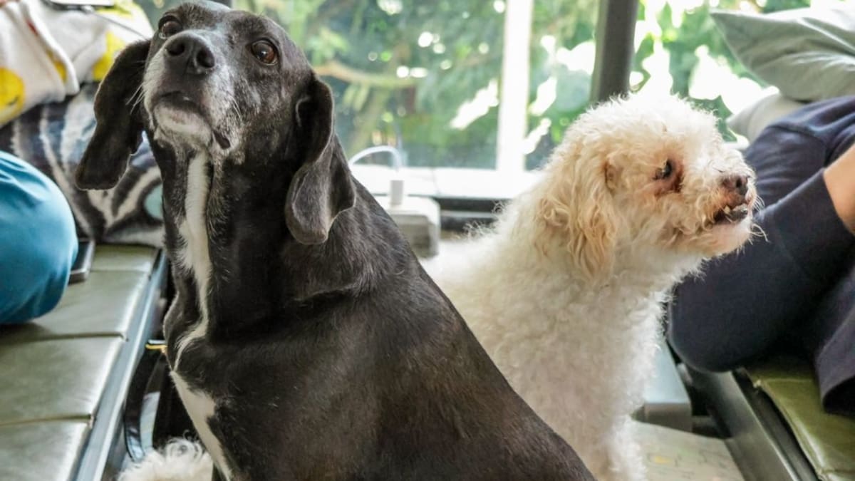 22 mascotas afectadas por la emergencia necesitan ayuda de la comunidad en Sabaneta