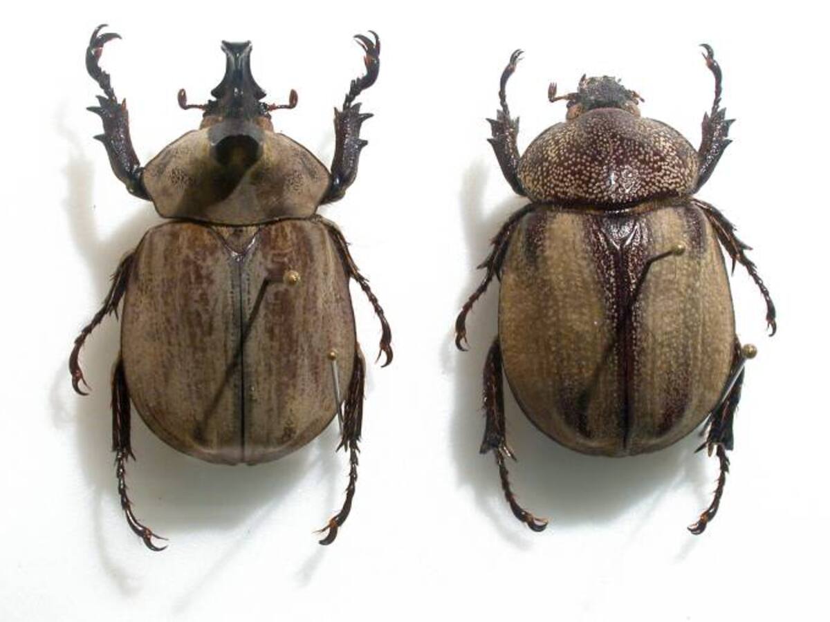 Investigadores descubren una nueva especie de escarabajo en Santurbán