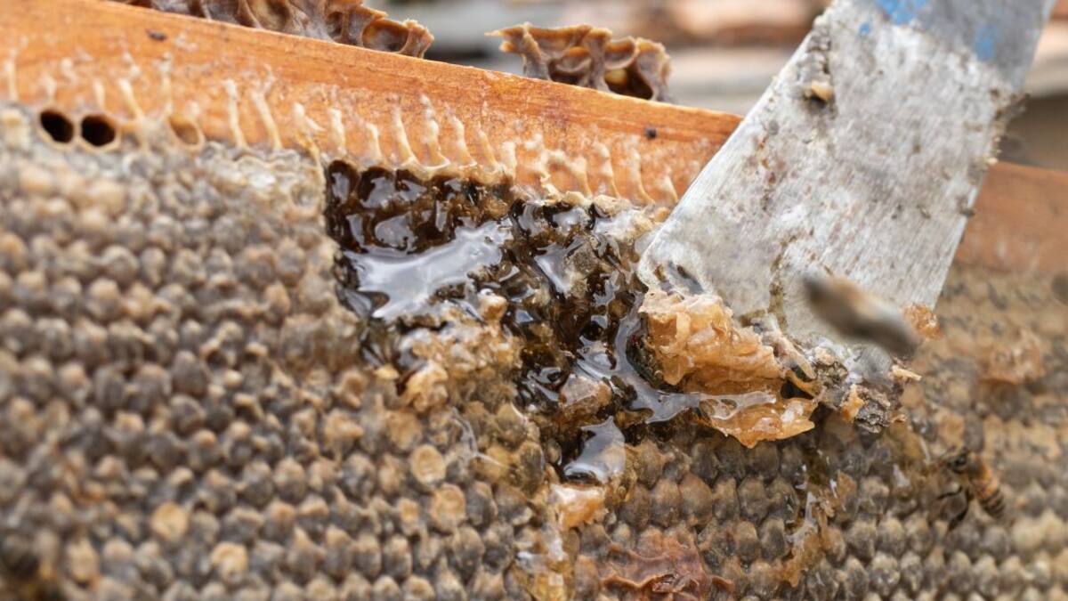 Agrosavia estudia impacto de agroquímicos sobre polinizadores