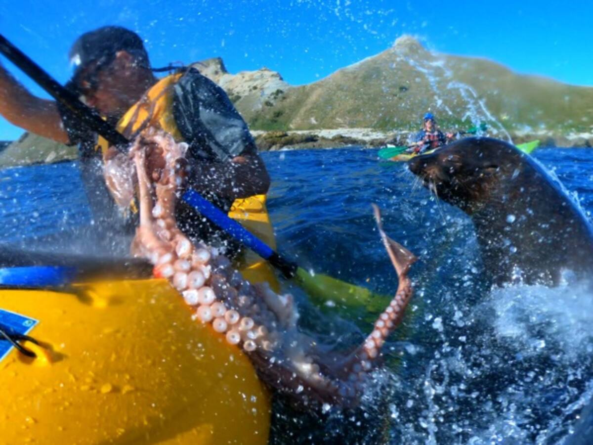 Foca abofetea a un hombre con un pulpo