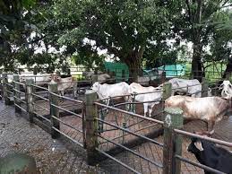 En solo cinco se trabajan en plantas de beneficio legalmente