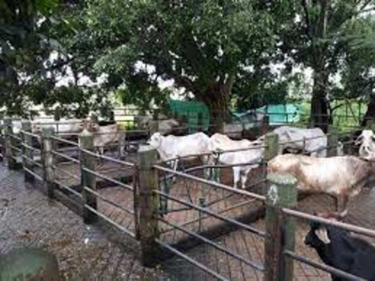 Mataderos clandestinos en el Huila dejan cuantiosas perdidas económicas
