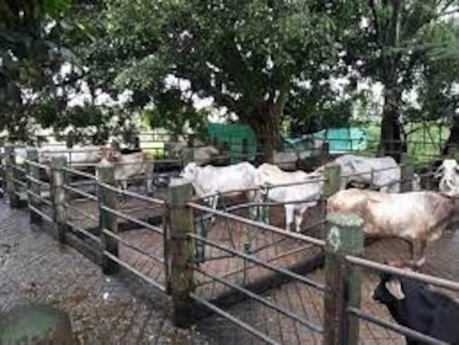 En solo cinco se trabajan en plantas de beneficio legalmente