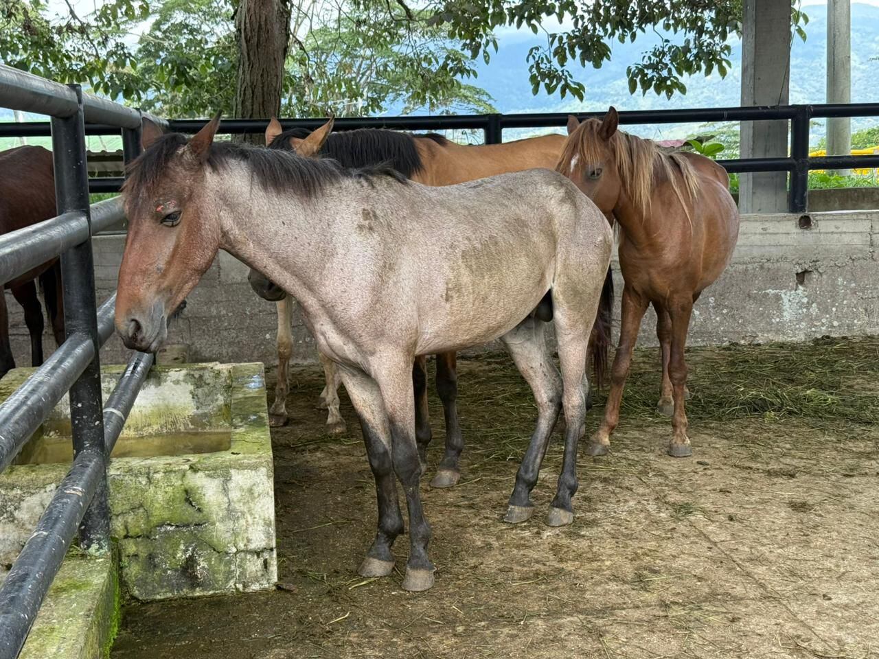 Más de 10 caballos incautados y dos personas capturadas por maltrato animal en vías de Fusagasugá
