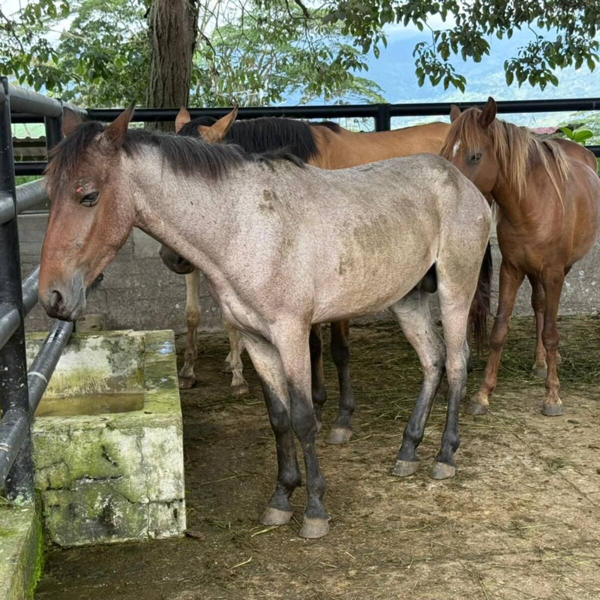 Más de 10 caballos incautados y dos personas capturadas por maltrato animal en vías de Fusagasugá