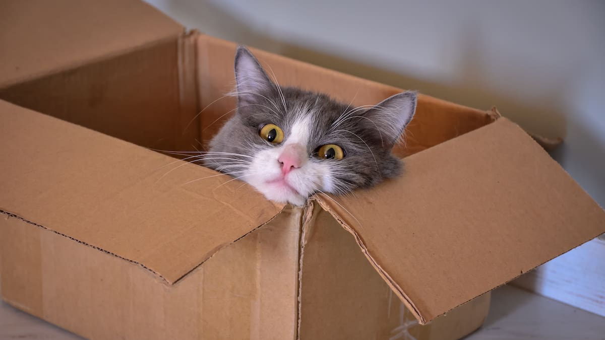 Expertos hablan sobre el amor de los gatos por las cajas: esta sería la curiosa razón