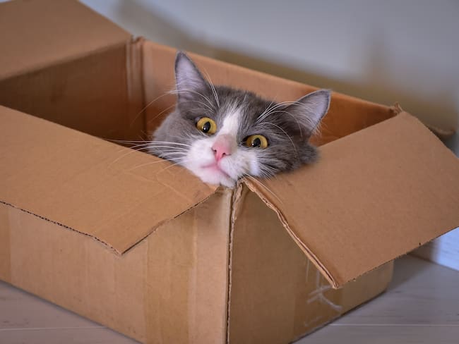 Gato dentro de una caja de cartón (Foto vía Getty Images)